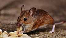 24 Hour & Emergency Exterminators in Billerica, MA